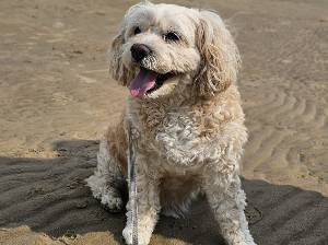 firedragon3000's Profile Image